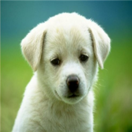 cute dog Roblox decal