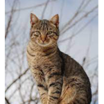 Kenzie’s kitty Kats