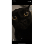 QtBaddie
