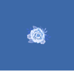 Flowers x