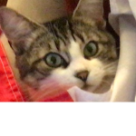 CatOnTheRoof yt fan group