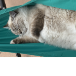 Les ragdoll