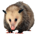 s1ghs furry c0nvention