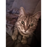 RIP ZeldaTheKittyCat