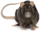 The ratsssss!