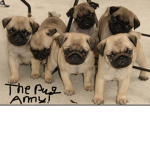 The Puppy Pug Army Appreciation