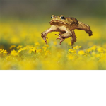 super_dupper_TOAD