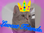 Luvcat Buddies!!!!!