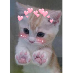 sugar kitten <3
