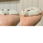 행복한쥐