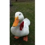 Da Ducklings101