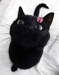 roxznei