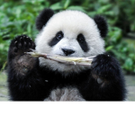 KING PANDA AND THE ANIMALS