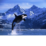 Killer Whales fam