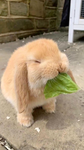 ᖇᗩYᑎᗩ'S ᘜᖇOᑌᑭ