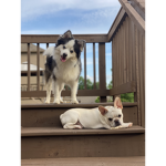 Mega pups