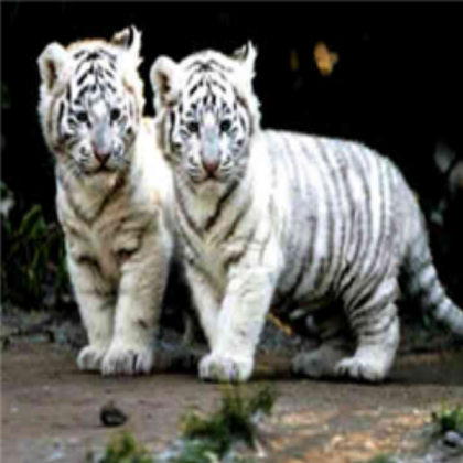 White Tiger Cubs Roblox decal