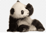 PANDASXD!