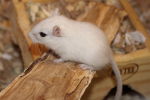 Gerbils fans!