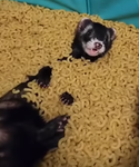 Lena.s smashe otter