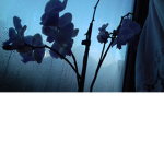 Lavendarose