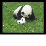 soccer+panda fan group