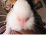 The ratty