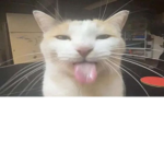 ᓚᘏᗢ Cats, INC.