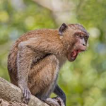 The Monke giving group
