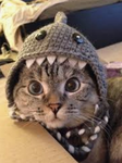 Cats Group***