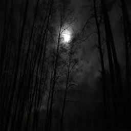 The Cursed Forest