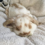 COCO loko ()
