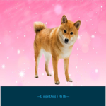 Doge doge hi hi