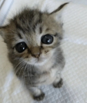 I LOVE THE KITTY