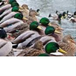 Mallard Gang
