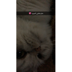 Nonaa love