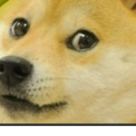 doge man community