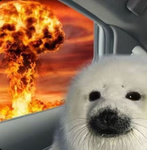 foca bella cicciottella