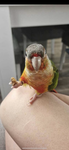 Siimply_Ollie