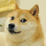 Doge Experience