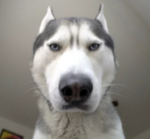 ! huskys clothing !