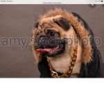 Darla’s pug gang