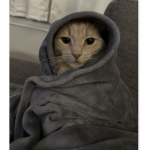 Kitty cozy!