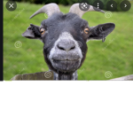 The goattttts
