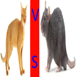 Rat Versus Cat War