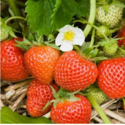 🍓