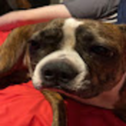 cartride into sirdyly dog