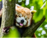 Red Panda Buddies!