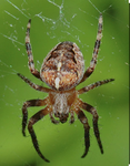 Spider tower