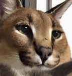 Cats are are god